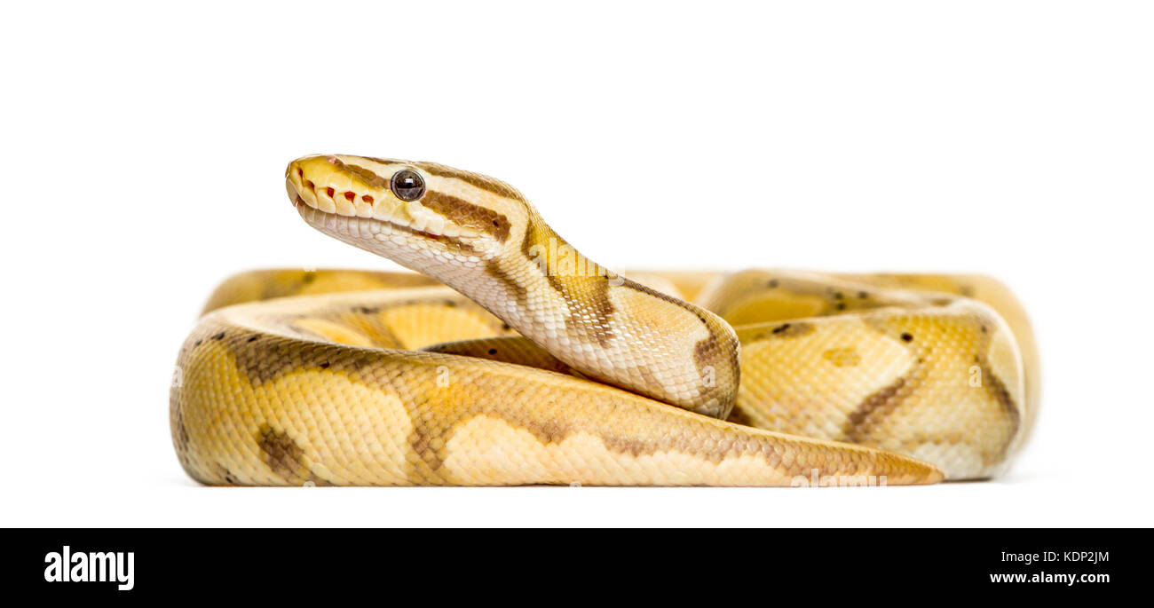 La lucciola python, isolato su bianco Foto Stock