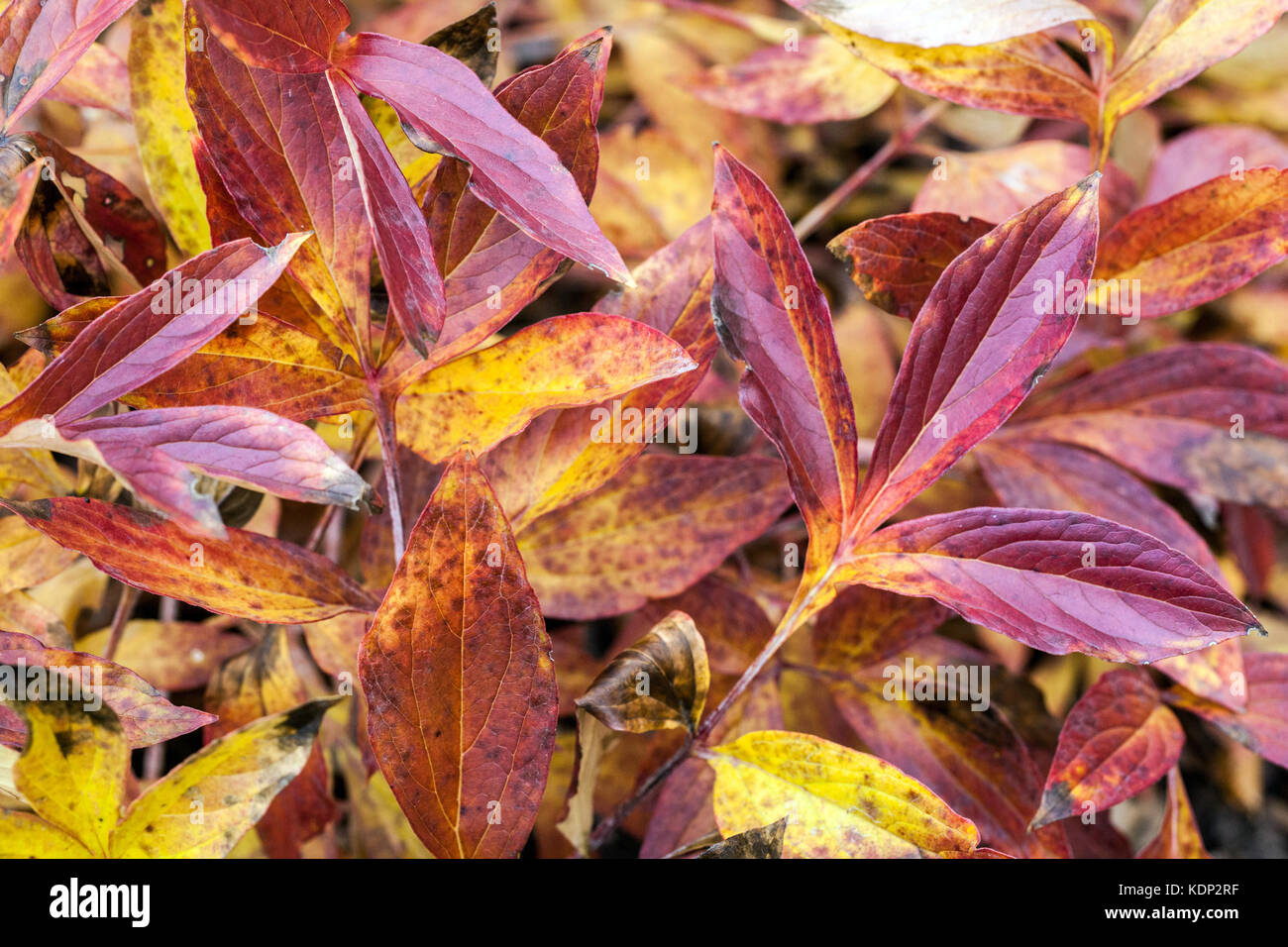 Paeonia lactiflora ' Susie ', autunno foglie rosse Foto Stock