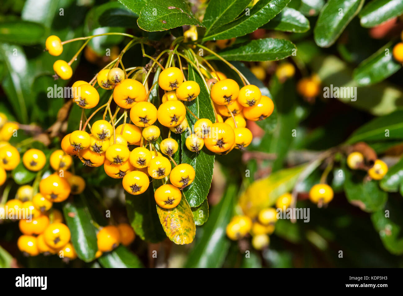 Frutti di bosco su Pyracantha rogersiana 'Flava' Foto Stock