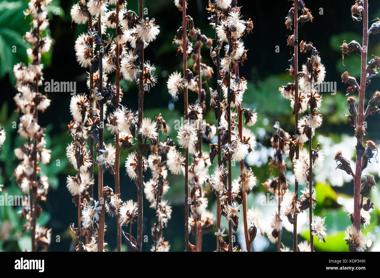 Seme essiccato capi di Ligularia in autunno la luce del sole. Foto Stock
