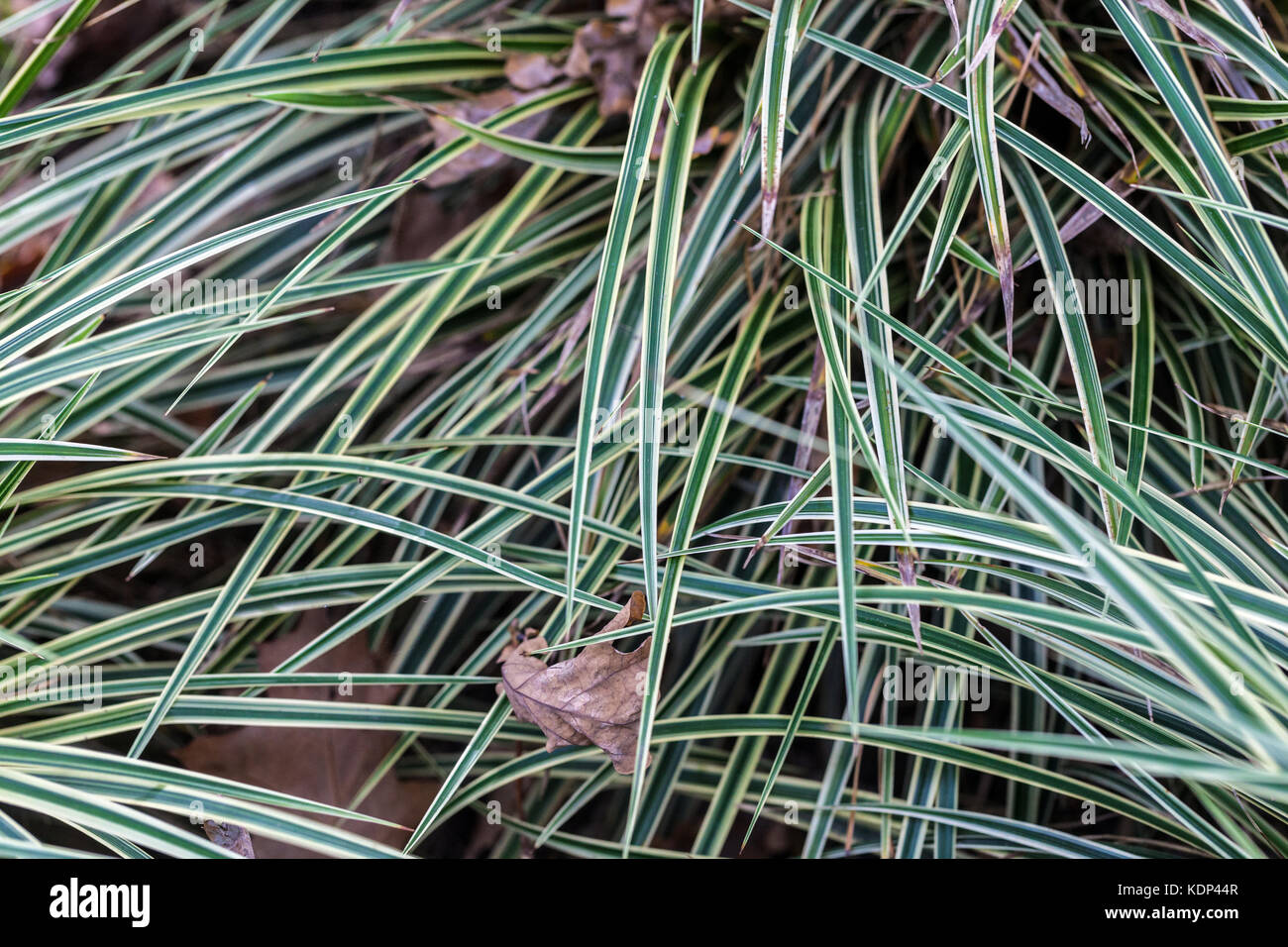 Carex morrowii ' doratura ', erba decorativa, lascia lame di erba a righe con spugnole giapponesi Foto Stock