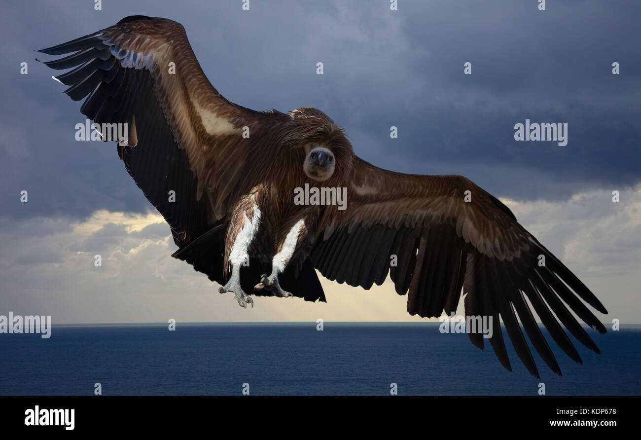 Flying gyps con grande apertura alare nel cielo Foto Stock