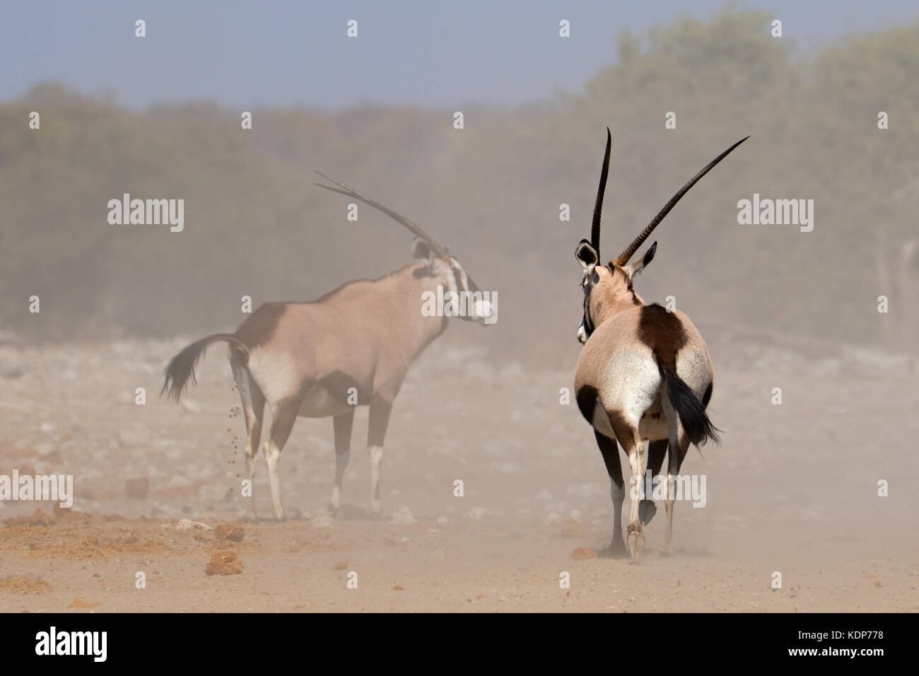 Due gemsbok antilopi (Oryx gazella) in polvere, il Parco Nazionale di Etosha, Namibia Foto Stock