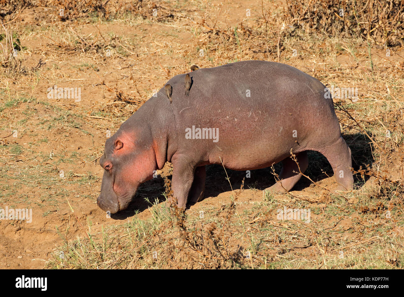 A Ippona (Hippopotamus amphibius) sulla terra, Kruger National Park, Sud Africa Foto Stock