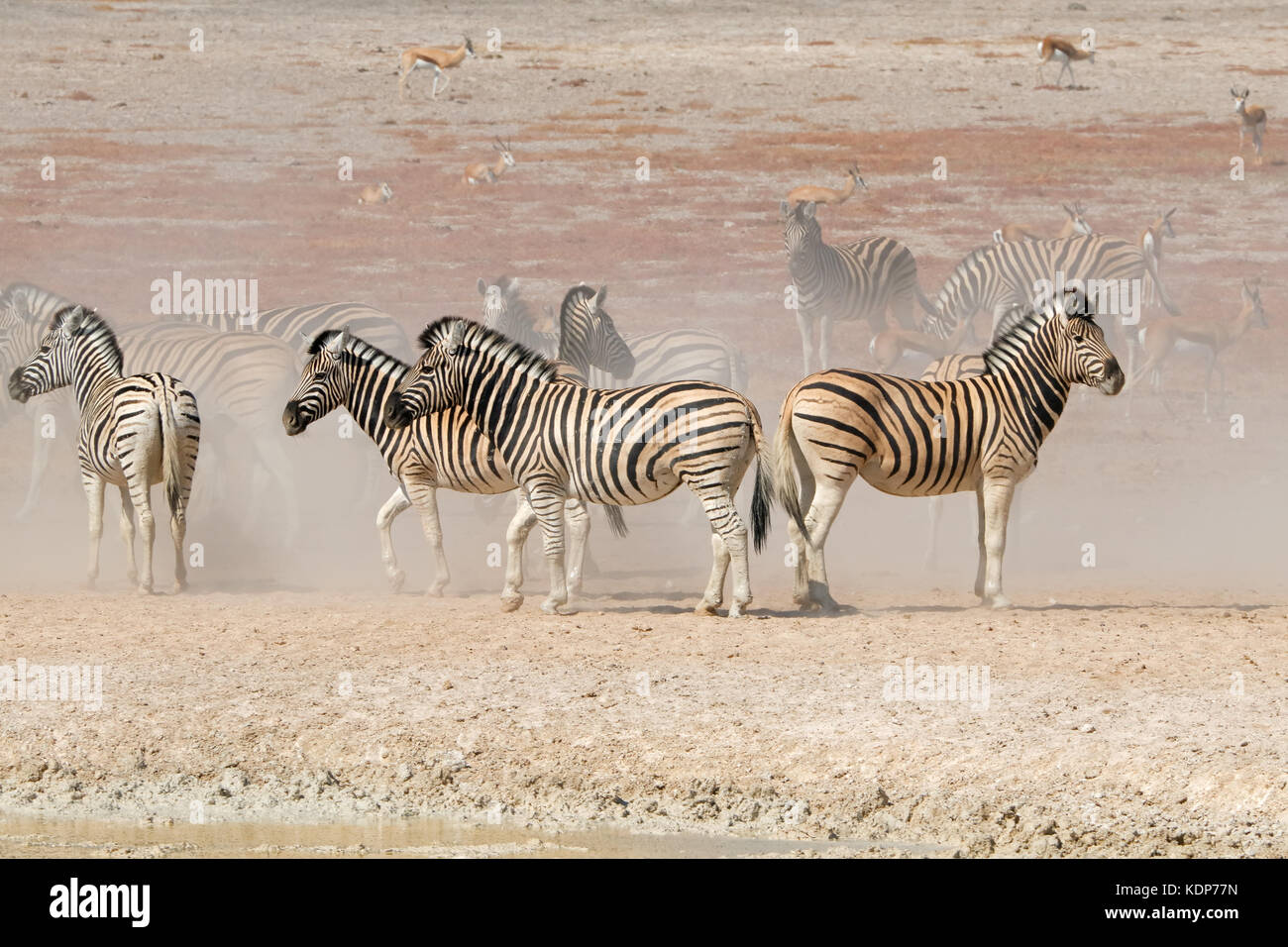 Le pianure zebre (Equus burchelli) in polvere, il parco nazionale di Etosha, Namibia Foto Stock