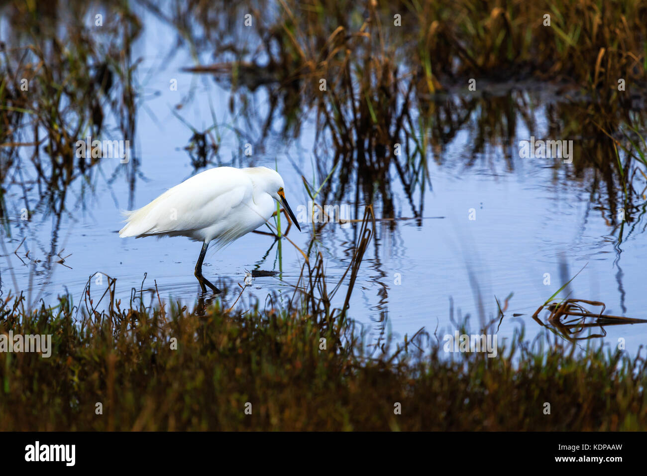 Nevoso Egret Guado In Acque Poco Profonde Foto Stock