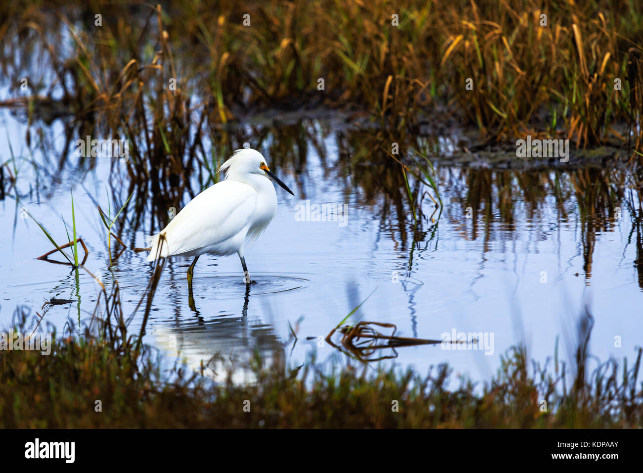 Nevoso Egret Guado In Acque Poco Profonde Foto Stock