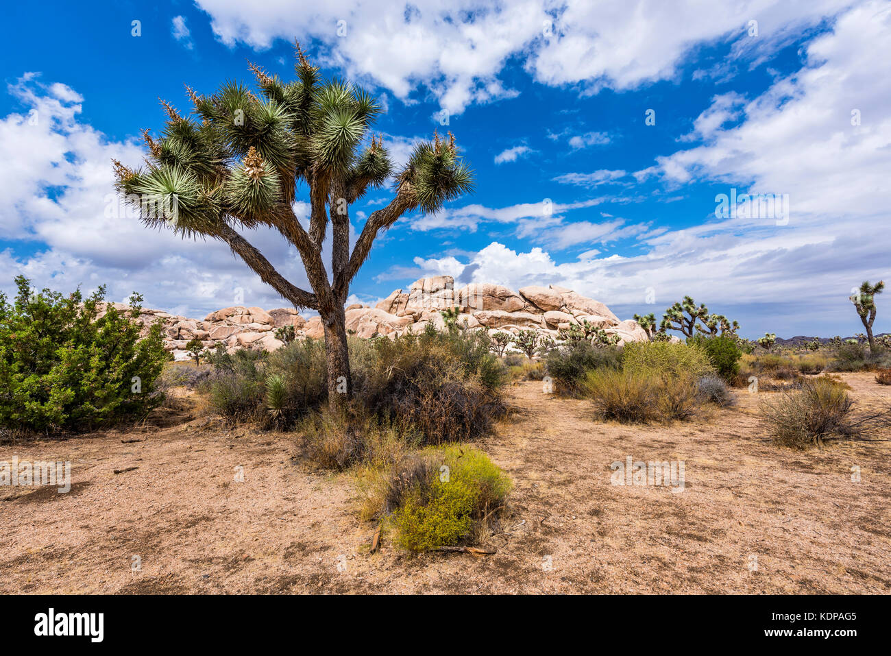 Grandi alberi di Joshua telaio le aspre formazioni di roccia che circonda il paesaggio del deserto. Foto Stock