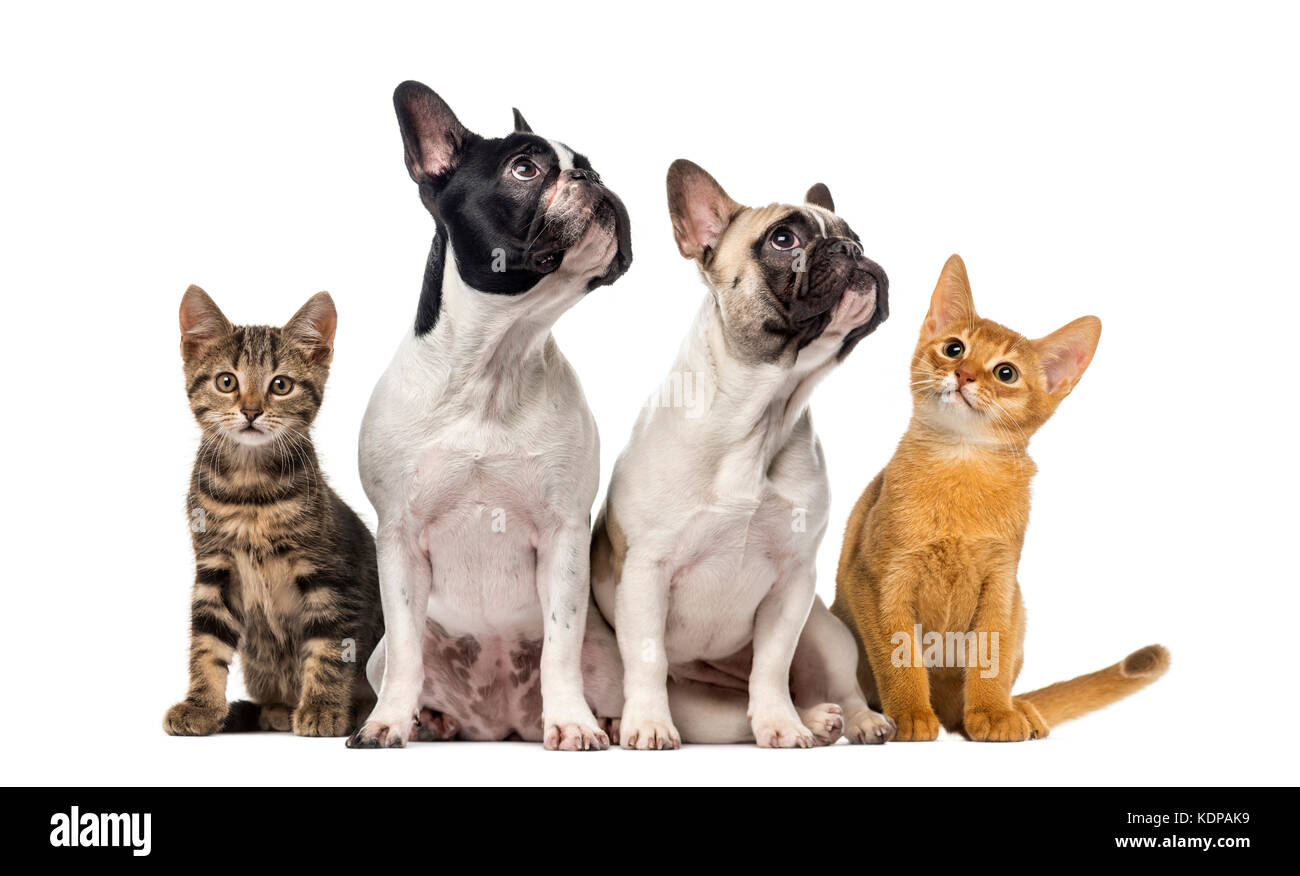 Gruppo di cani e gatti seduta, isolato su bianco Foto Stock