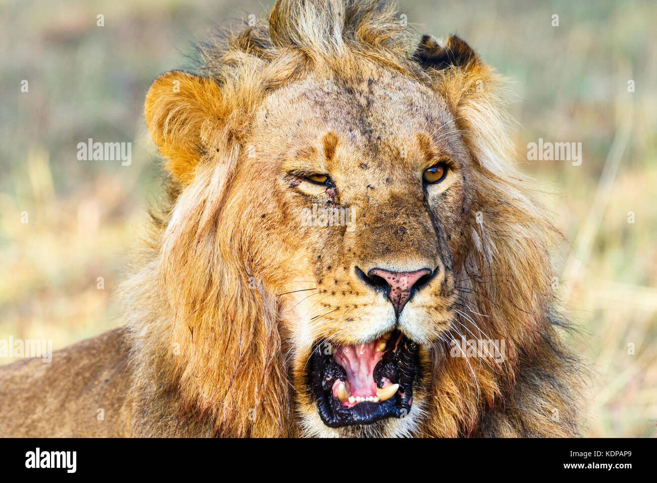 Ritratto di un maschio di leone con la bocca aperta Foto Stock