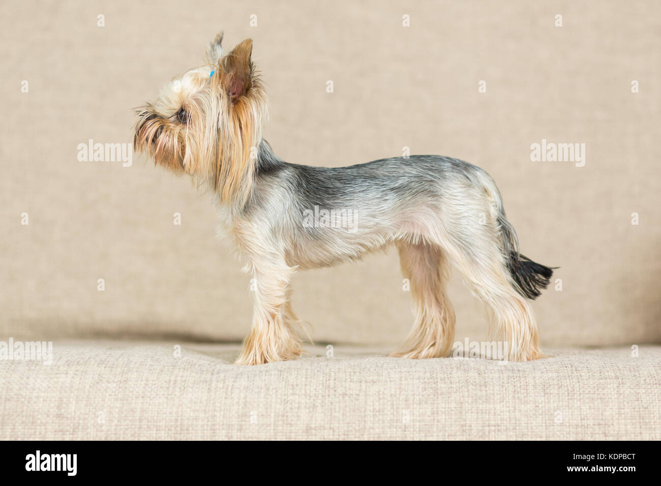 Yorkshire terrier con un taglio di capelli corto è sul lettino