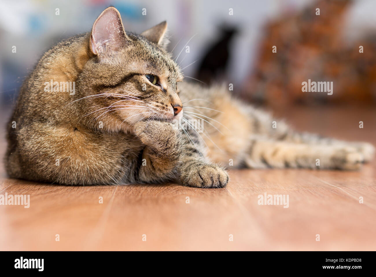 Grigio gatto adulto giace sul pavimento e lecca le zampe Foto stock - Alamy