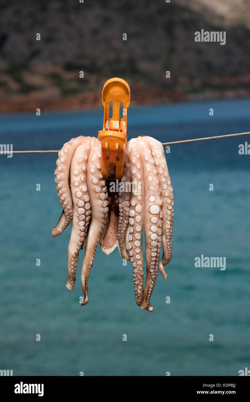 Polpo appeso ad asciugare sulla linea di un pescatore. Creta, Grecia. Ottobre 2017 Foto Stock