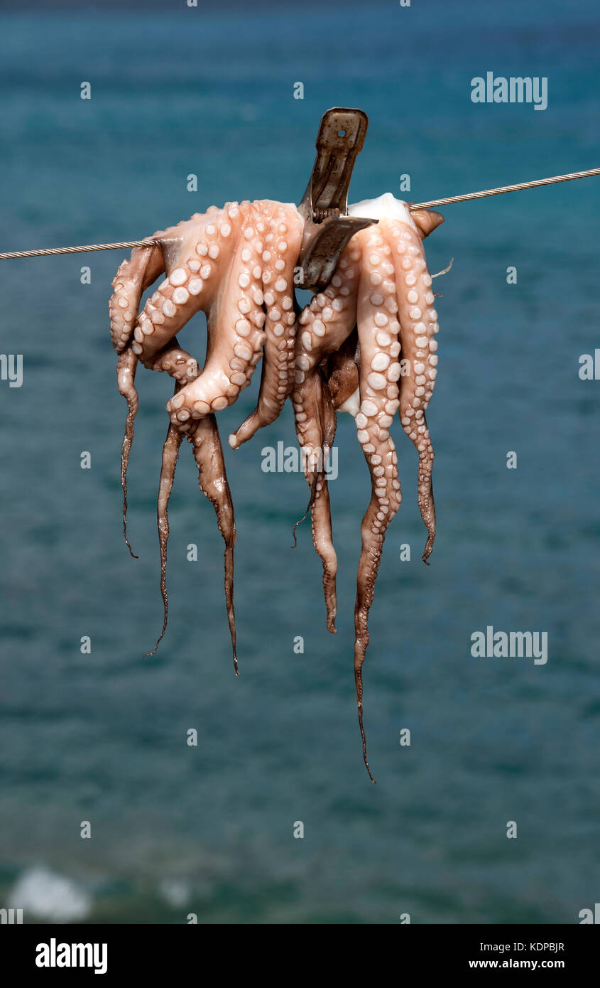 Polpo appeso ad asciugare sulla linea di un pescatore. Creta, Grecia. Ottobre 2017 Foto Stock