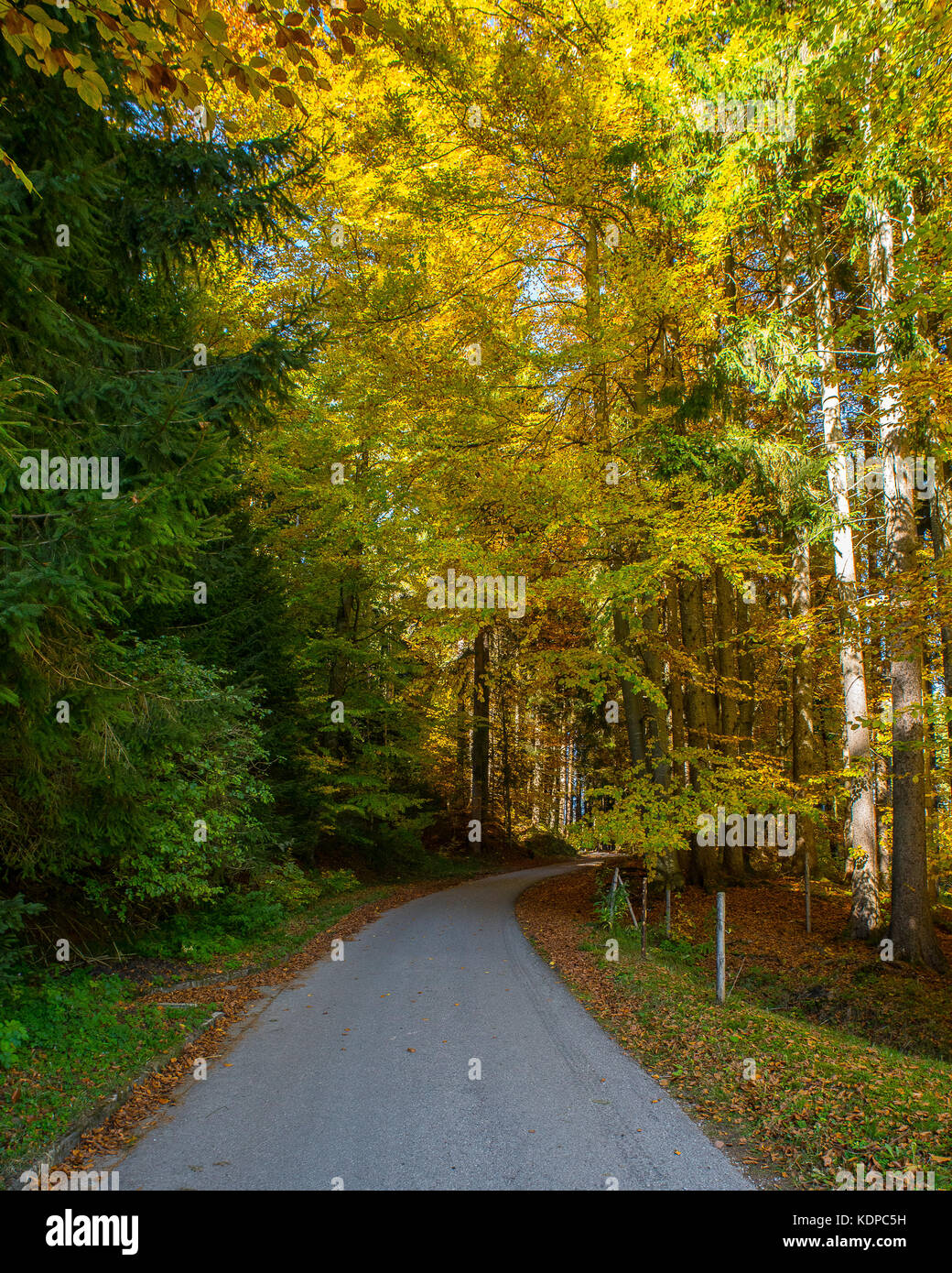 Golden passaggio attraverso la foresta bavarese nella stagione autunnale Foto Stock