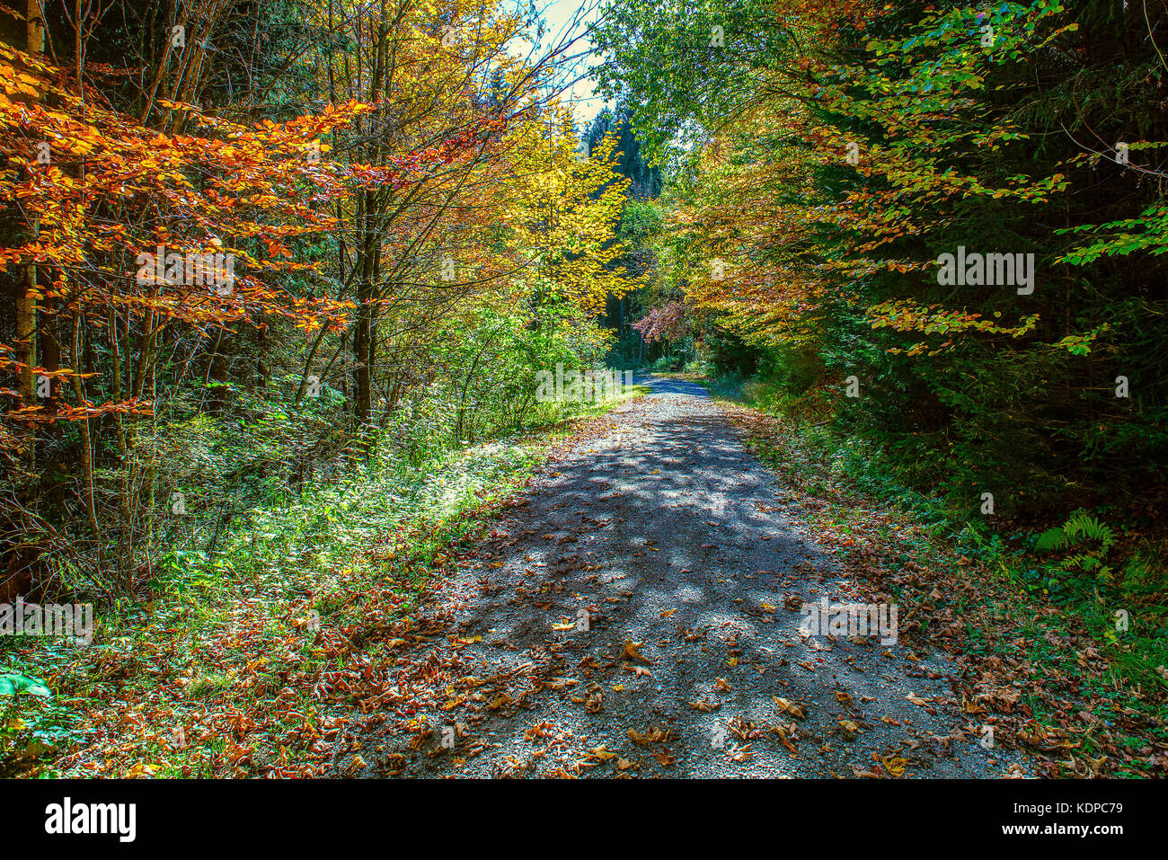 Il colorato cambiando alberi segnano un passaggio attraverso il bosco bavarese Foto Stock