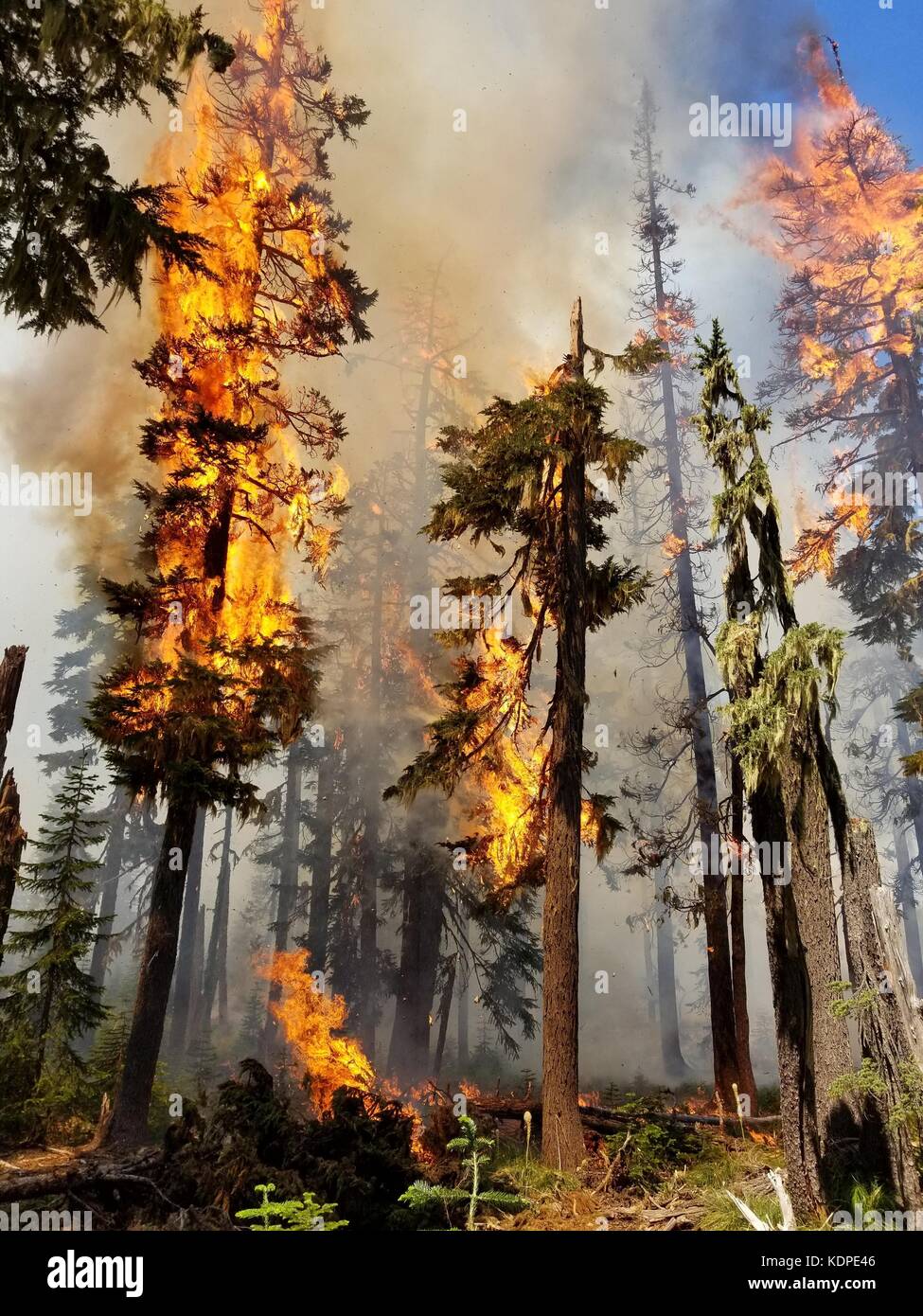 Le fiamme consumano la crescita vecchi alberi di cedro nel complesso jones incendio di foresta bruciato nell'willamette foresta nazionale il 25 luglio 2017 vicino al fiume azzurro, Oregon. Foto Stock