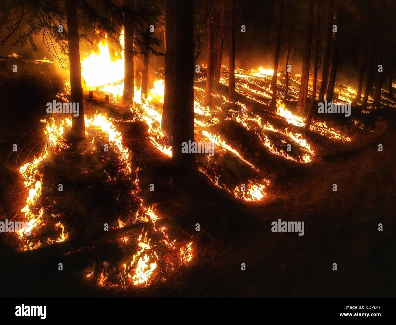 Le fiamme consumano alberi nella coperta creek forest fire brucia in rogue river-siskiyou national forest settembre 5, 2017 lungo il confine della California e Oregon. Foto Stock