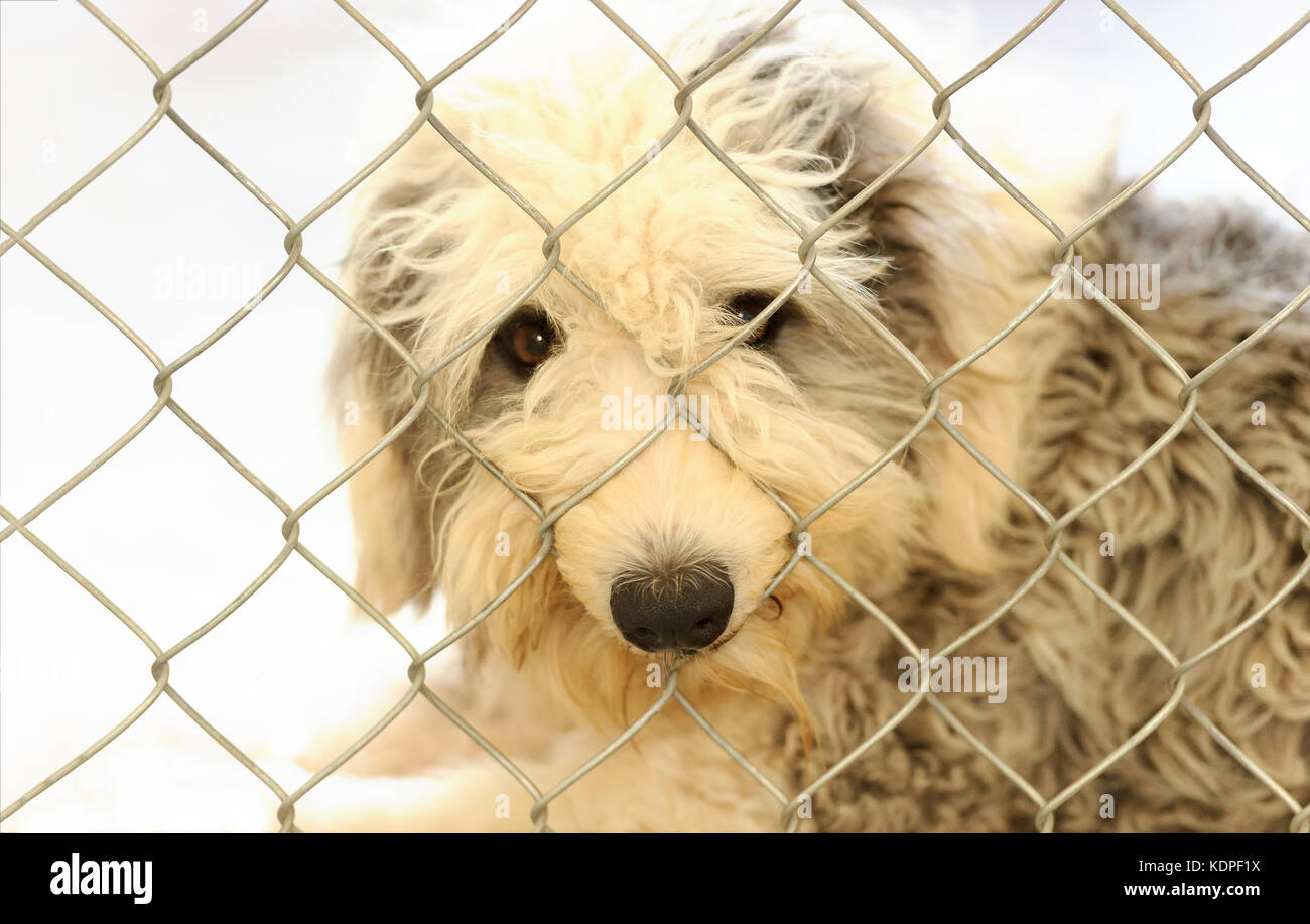 Riparo animale è un animale cane un rifugio con una triste cute cane cercando qualcuno voglia di portarlo a casa oggi stesso. Foto Stock