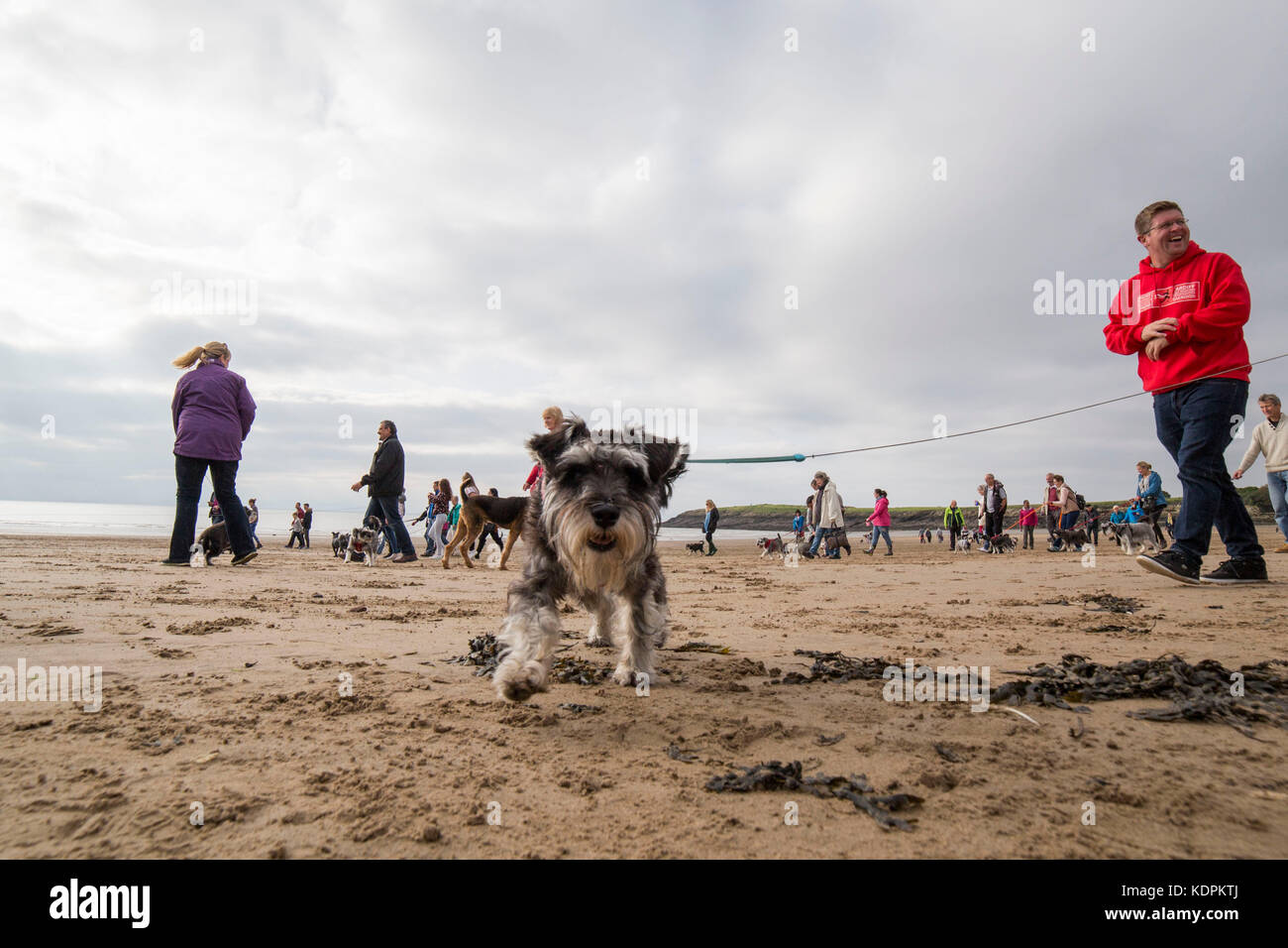 Barry, Galles, Regno Unito, 15 ottobre 2017. Centinaia di schnauzer e i loro proprietari fanno una passeggiata sulla spiaggia dello Schnauzerfest a Barry Island, parte di una collezione nazionale di passeggiate per la raccolta fondi, vale of Glamorgan, Galles, Regno Unito. Foto di Mark Hawkins / Compound Images Credit: Mark Hawkins/Alamy Live News Foto Stock