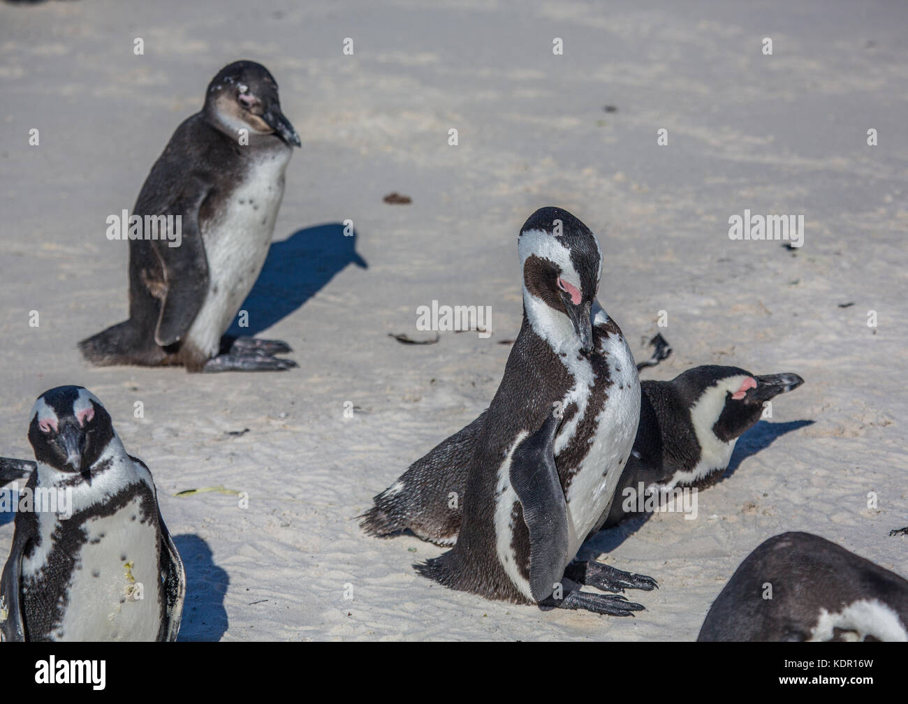 I Penguins africani aka Spheniscus demersus presso la famosa spiaggia boulders simons città vicino a Città del Capo in Sud Africa Foto Stock