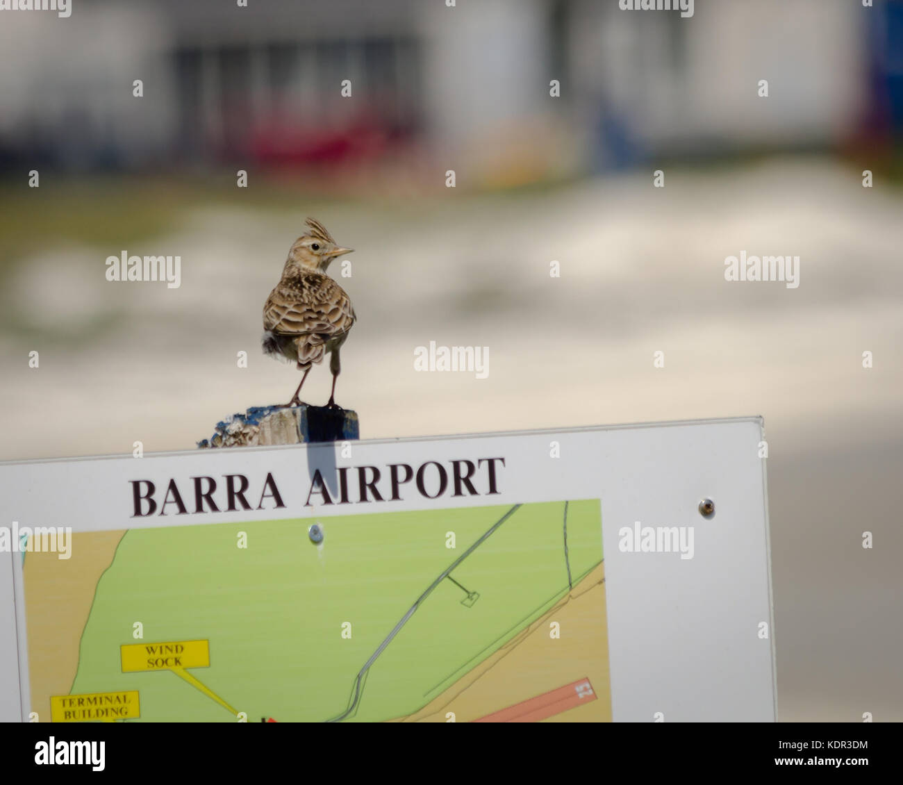 Allodola su un segno a Barra Airport Foto Stock