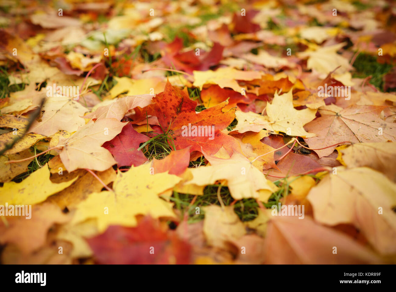 Caduto Foglie di autunno sull'erba al mattino Foto Stock
