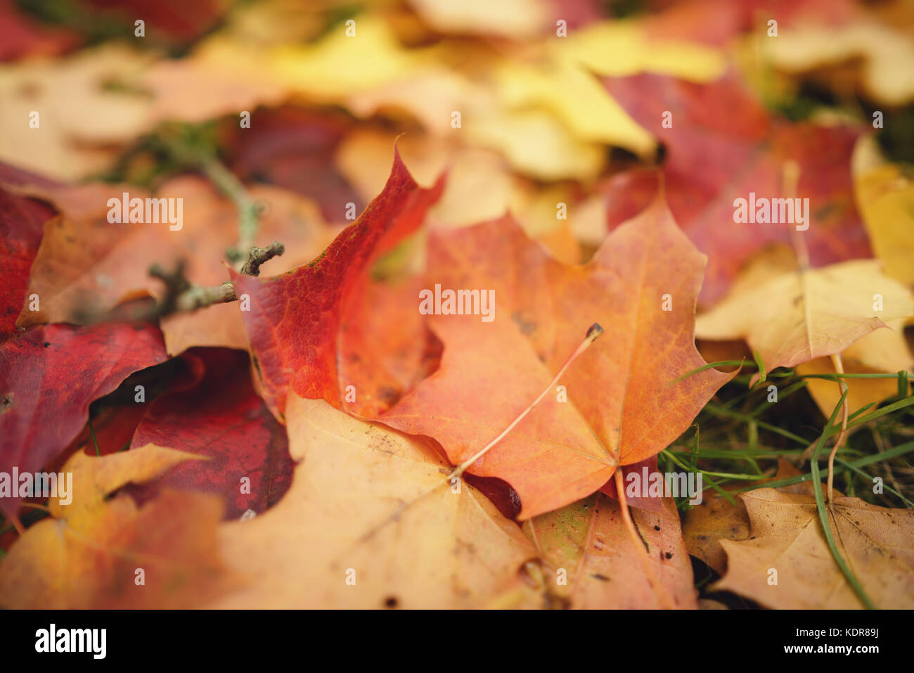 Caduto Foglie di autunno sull'erba al mattino Foto Stock