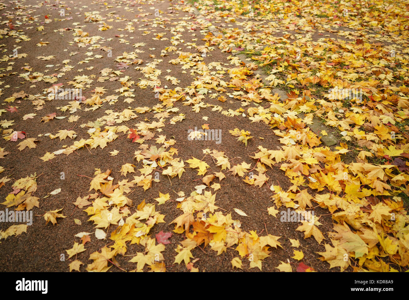 Caduto Foglie di autunno sul terreno al mattino Foto Stock