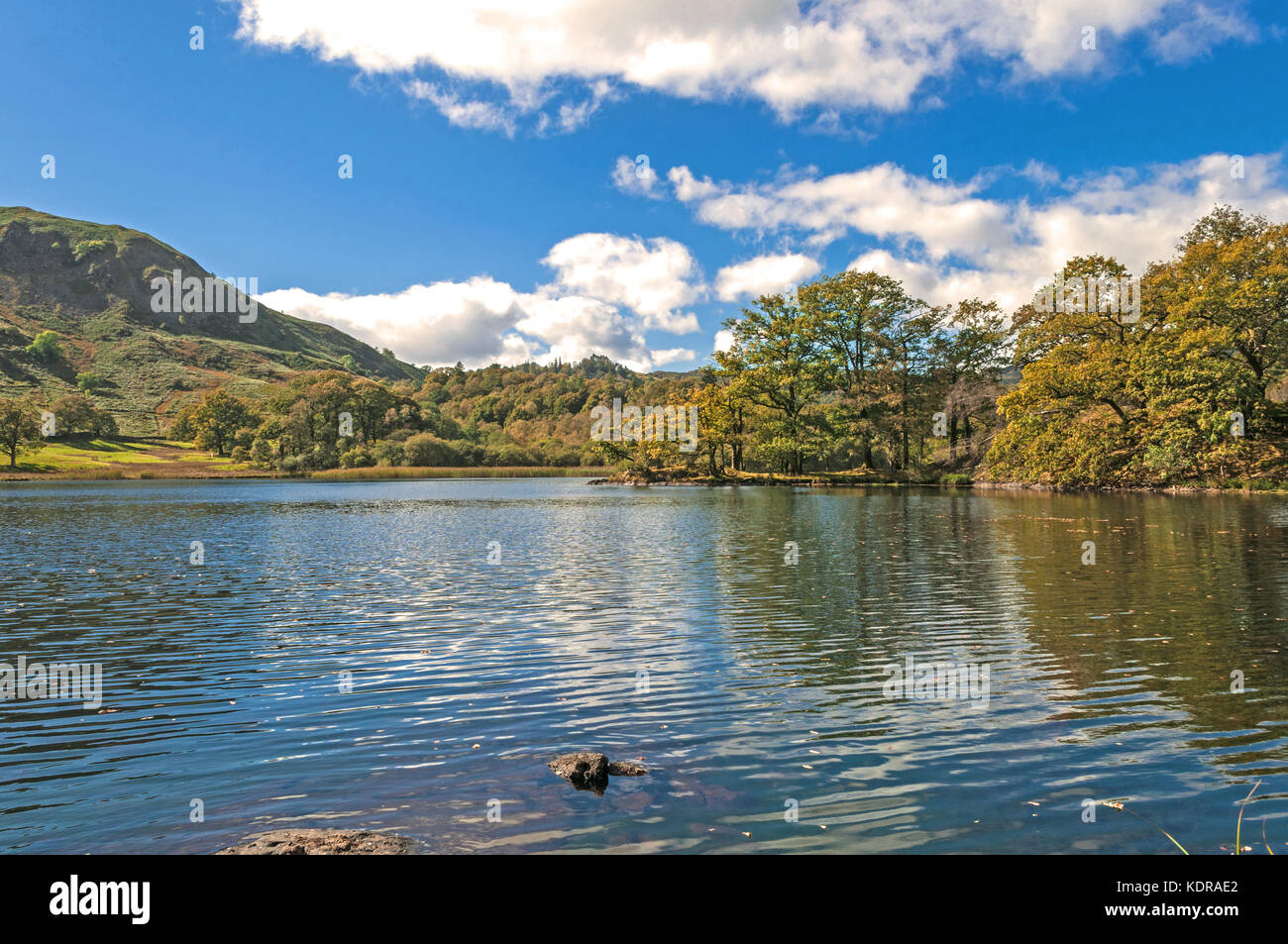 Alberi, Lago e montagna Rydal Water English Lake District Foto Stock