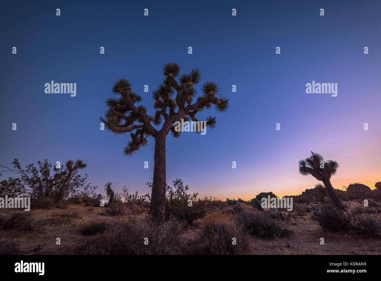 Un tramonto pastello nel deserto del Mojave con un albero di Giosuè che si staglia contro un cielo rosa e blu crepuscolo. Girato nel Parco Nazionale di Joshua Tree. Foto Stock