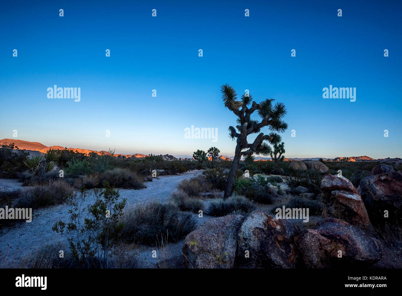 Un tramonto pastello nel deserto del Mojave con un albero di Giosuè che si staglia contro un cielo rosa e blu crepuscolo. Girato nel Parco Nazionale di Joshua Tree. Foto Stock