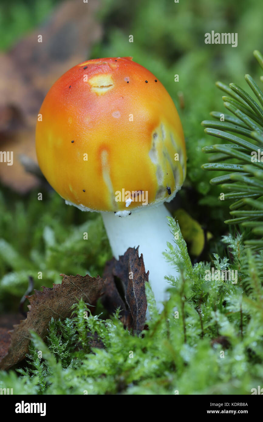 Dettaglio del piccolo amanita muscaria - fungo velenoso Foto Stock
