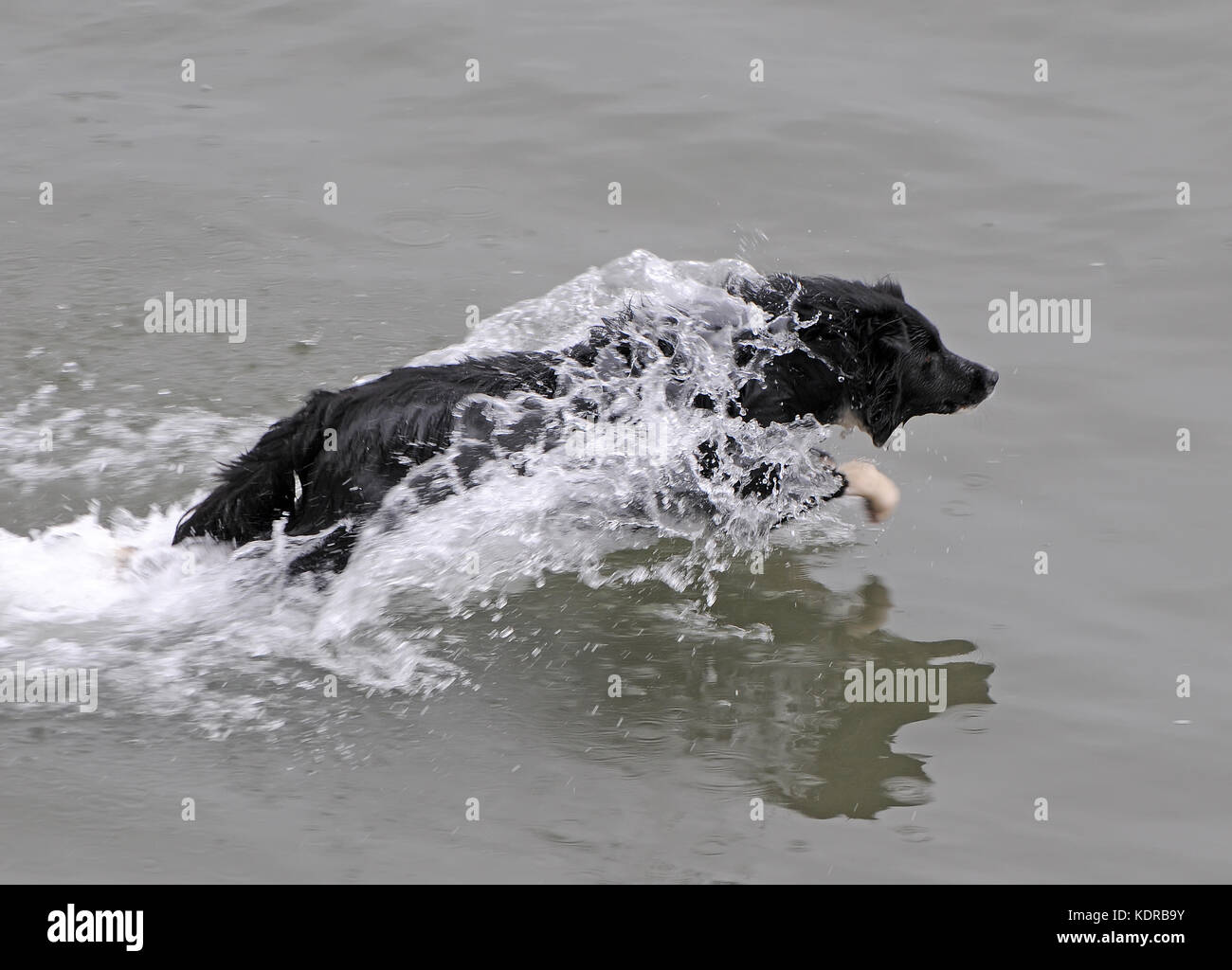 Il Salto del cane in acqua di mare Foto Stock