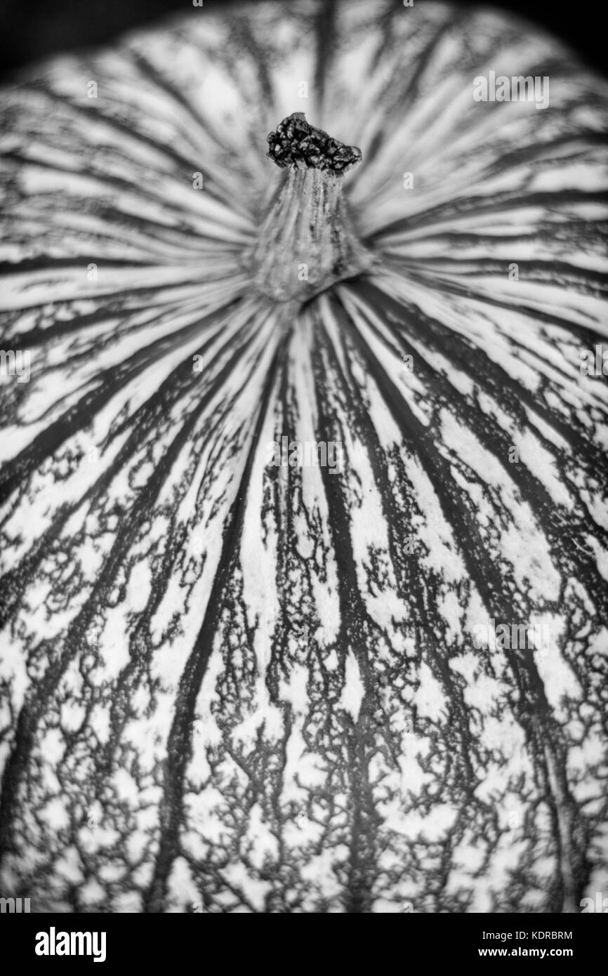 Close-up di una zucca striato (Curcurbita pepo var. pepo) Foto Stock