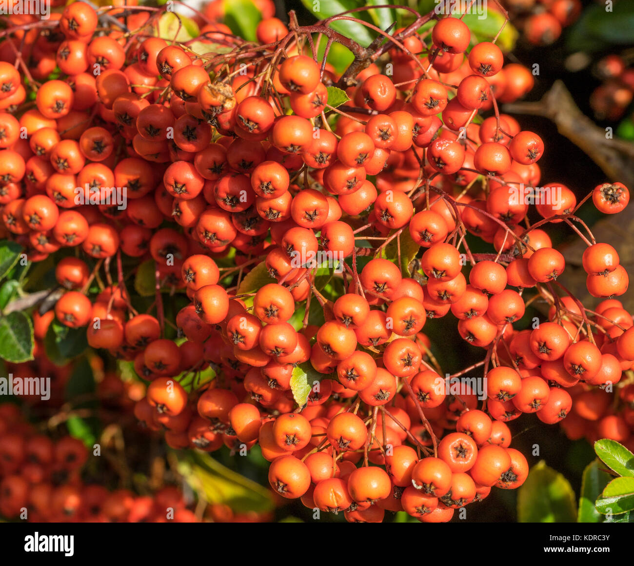 Cotoneaster Franchetii bacche arancio Foto Stock