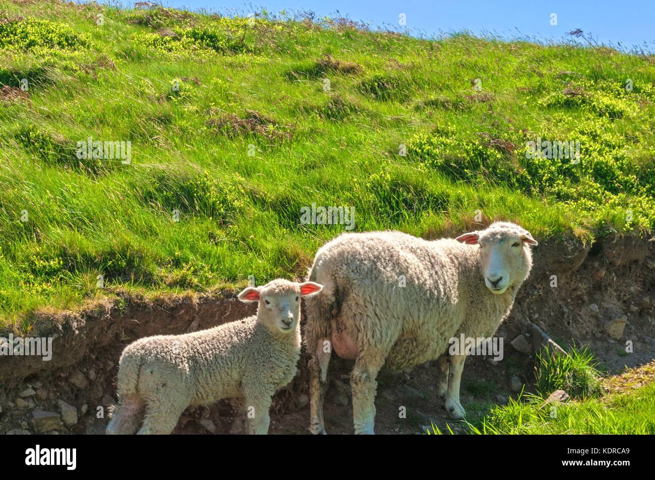 Madre e Bambino, pecora e agnello Foto Stock