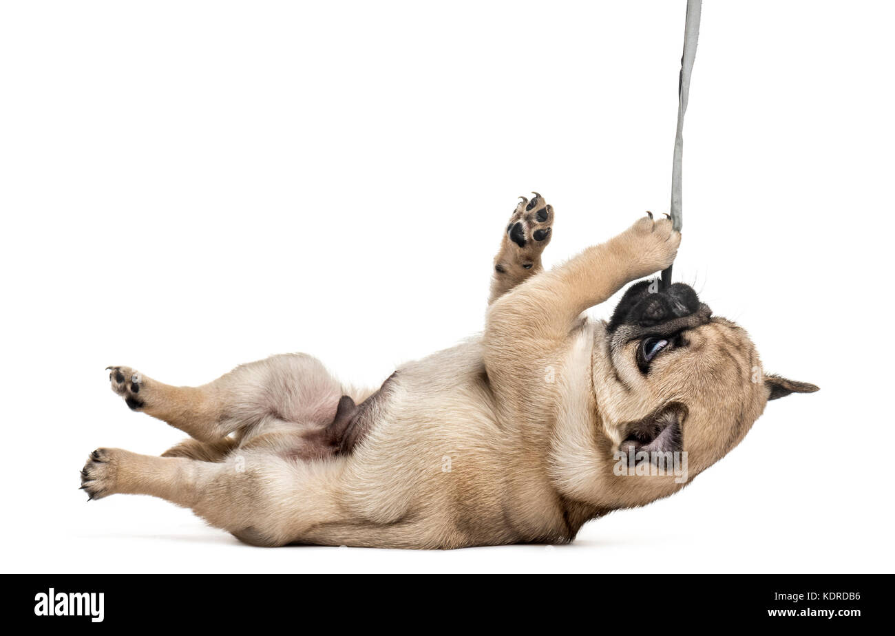 Pug cucciolo giocando con asciugamano, isolato su bianco Foto Stock
