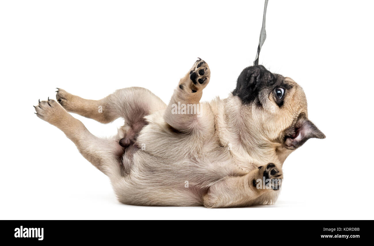 Pug cucciolo giocando con asciugamano, isolato su bianco Foto Stock