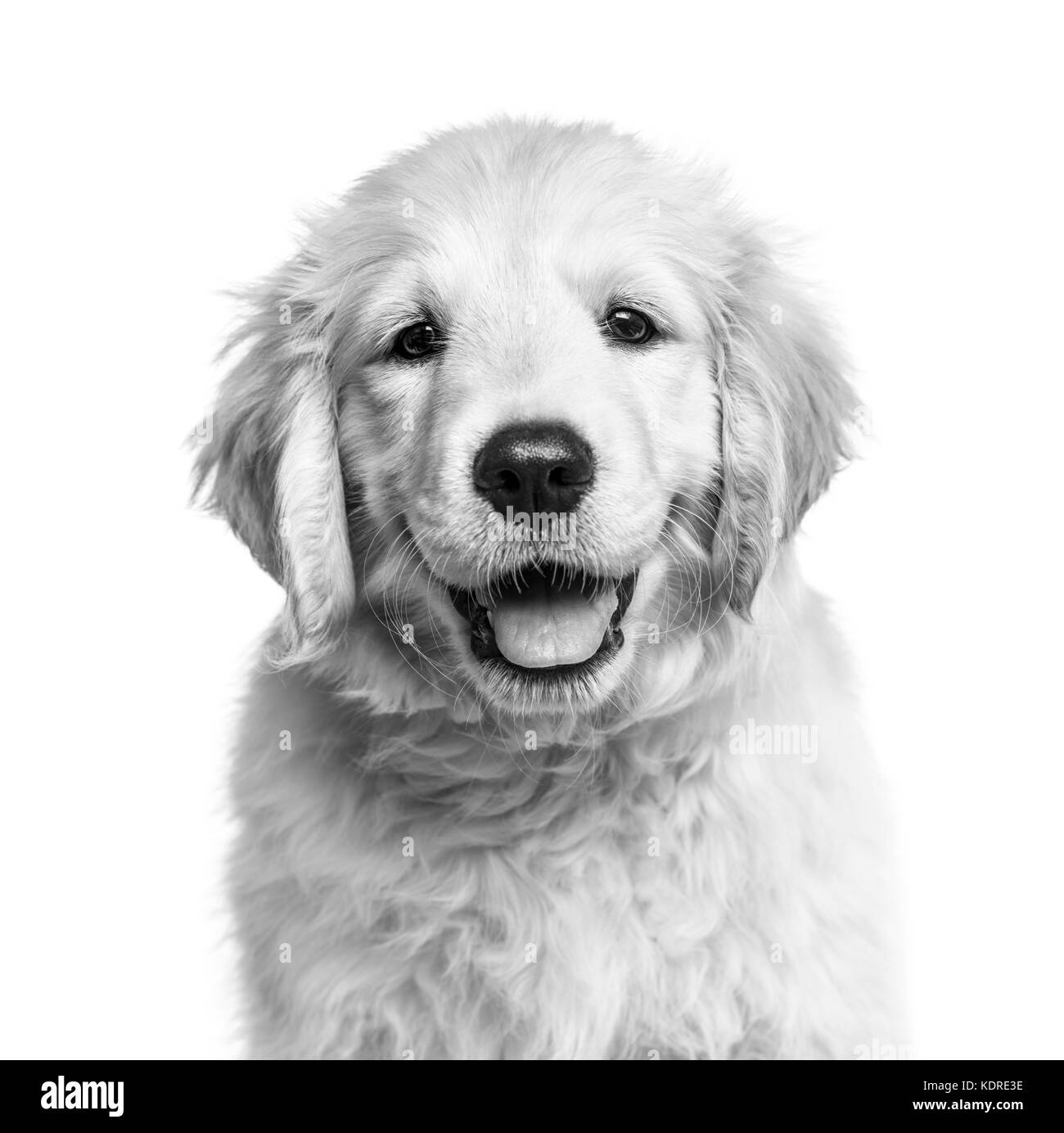Primo piano di un cucciolo di Golden retriever in bianco e nero, isolato su bianco Foto Stock