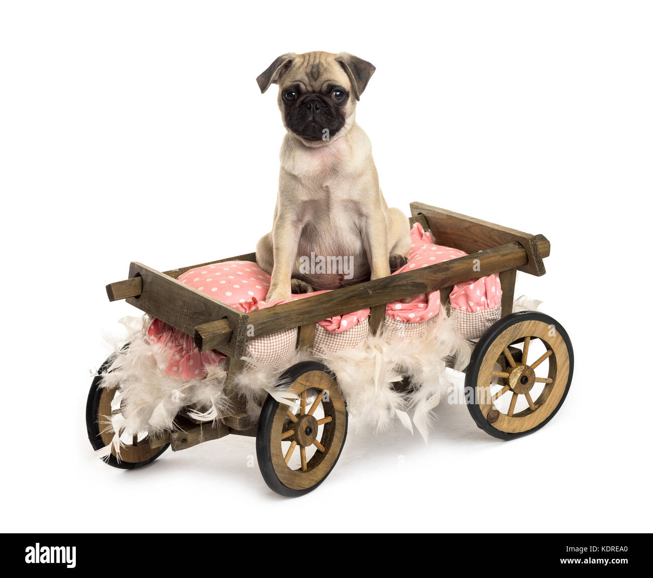 Pug in un carrello di legno con cuscino e piume, isolato su bianco Foto Stock