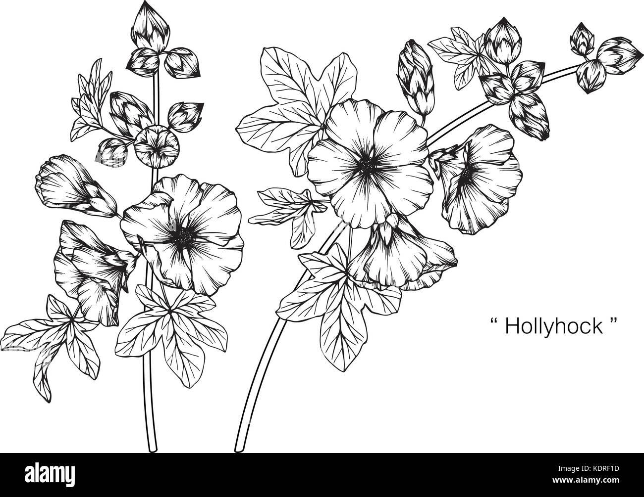 Fiore Hollyhock disegno illustrativo. In bianco e nero con la linea tecnica. Illustrazione Vettoriale