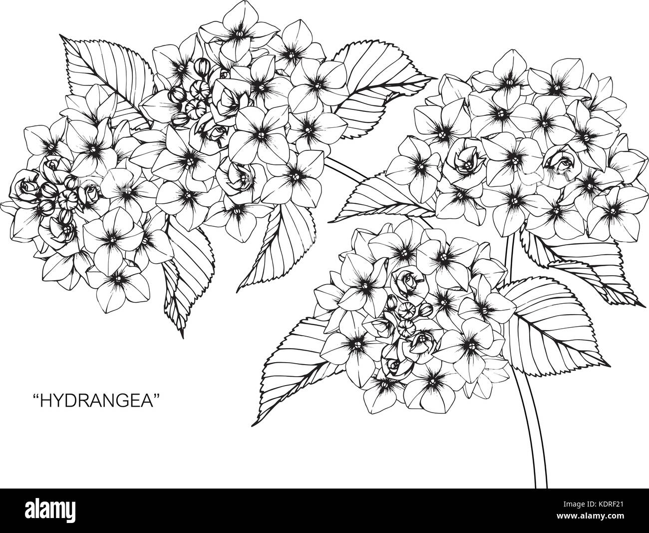 Ortensia fiore disegno illustrativo. In bianco e nero con la linea tecnica. Illustrazione Vettoriale