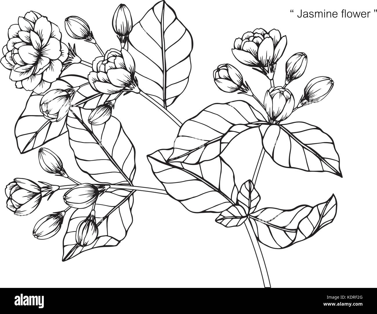 Fiori di gelsomino disegno illustrativo. In bianco e nero con la linea  tecnica Immagine e Vettoriale - Alamy