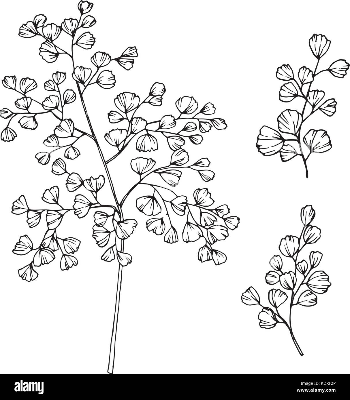 Collezione di Foglie il disegno e lo schizzo con line-art su sfondi bianchi. Illustrazione Vettoriale