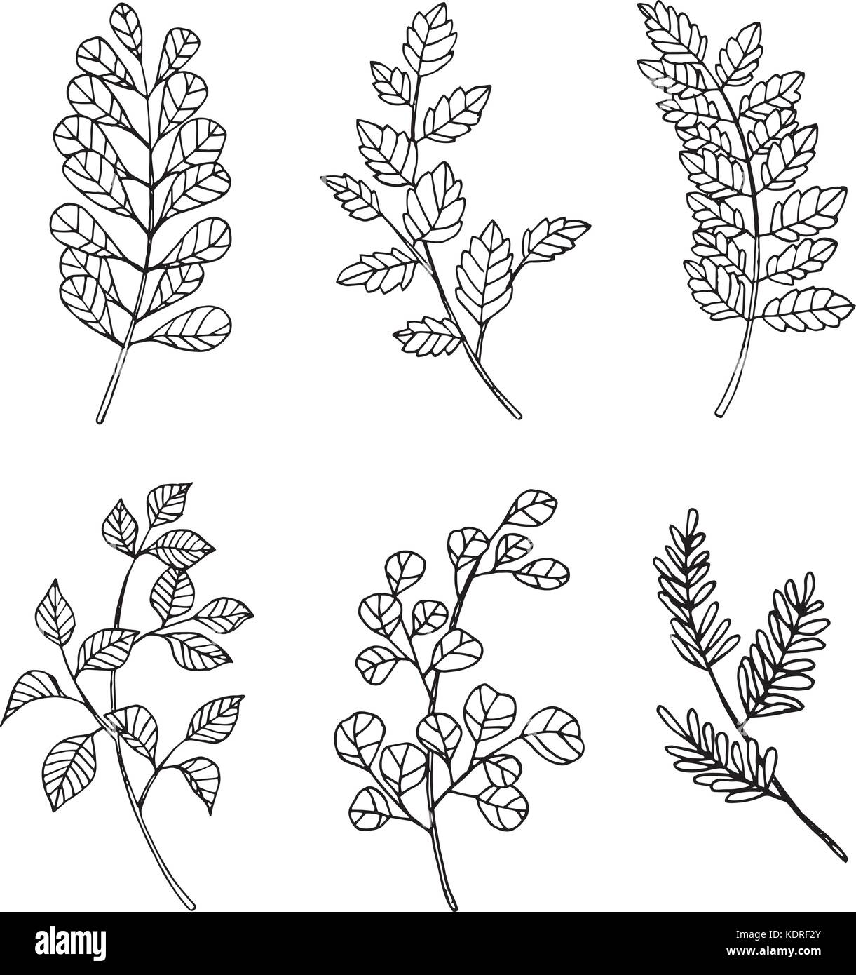 Collezione di Foglie il disegno e lo schizzo con line-art su sfondi bianchi. Illustrazione Vettoriale