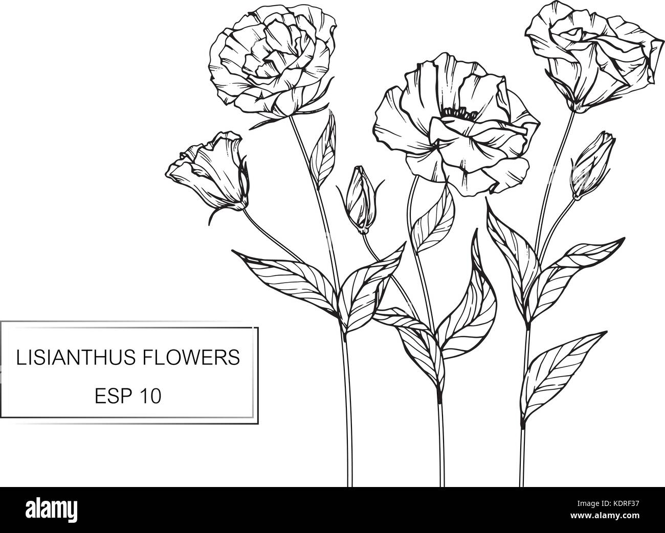 Lisianthus fiore disegno illustrativo. In bianco e nero con la linea tecnica. Illustrazione Vettoriale