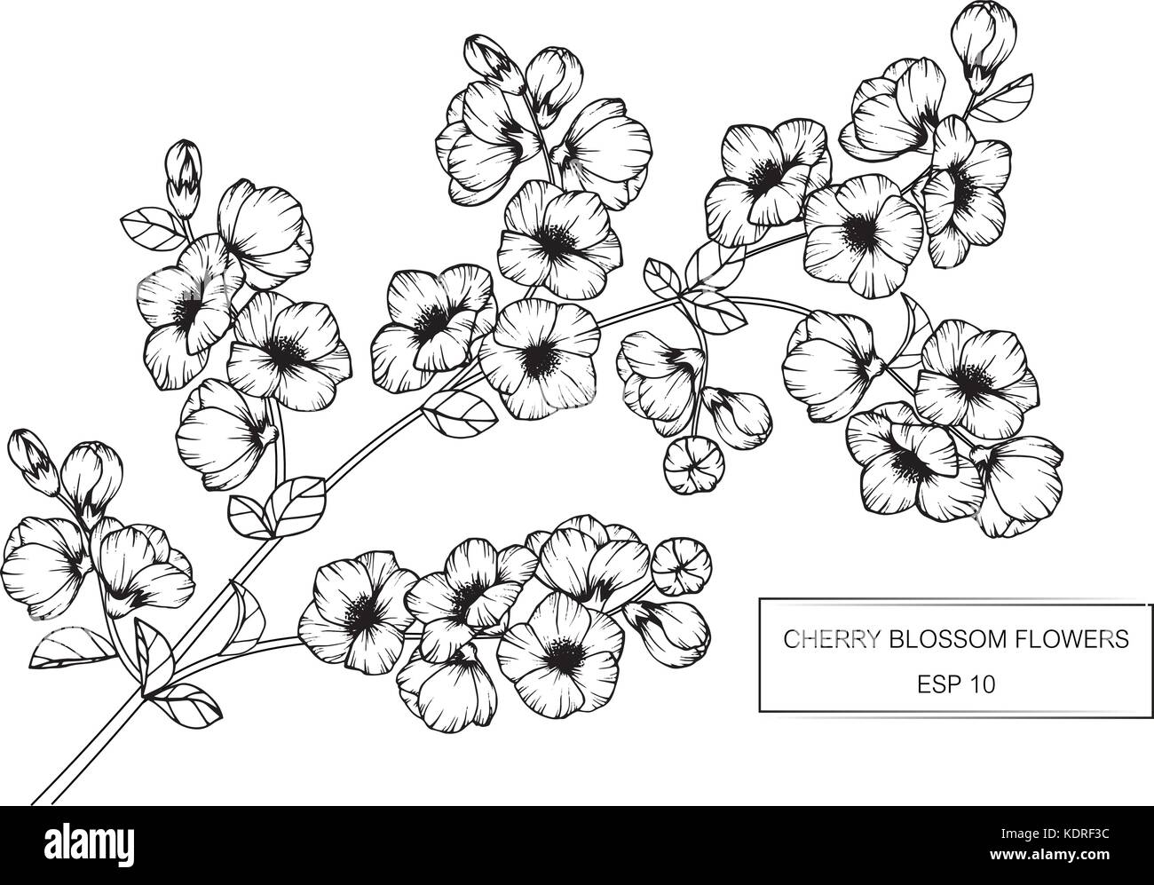 Fiore di Ciliegio fiore disegno illustrativo. In bianco e nero con la linea tecnica. Illustrazione Vettoriale