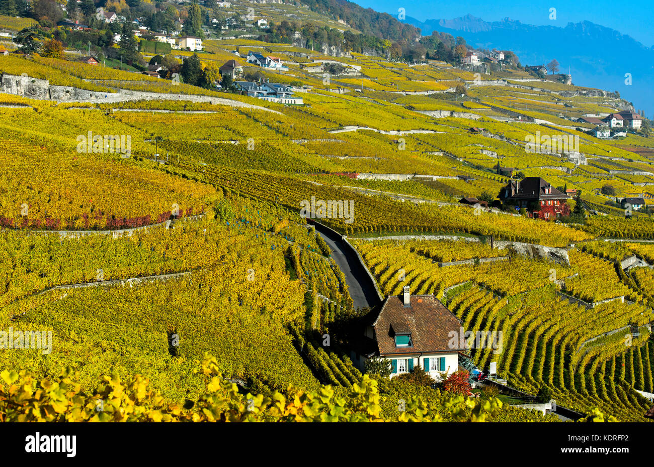 I colori autunnali nel vigneto di Lavaux, rivaz, Lavaux, Vaud, Svizzera Foto Stock