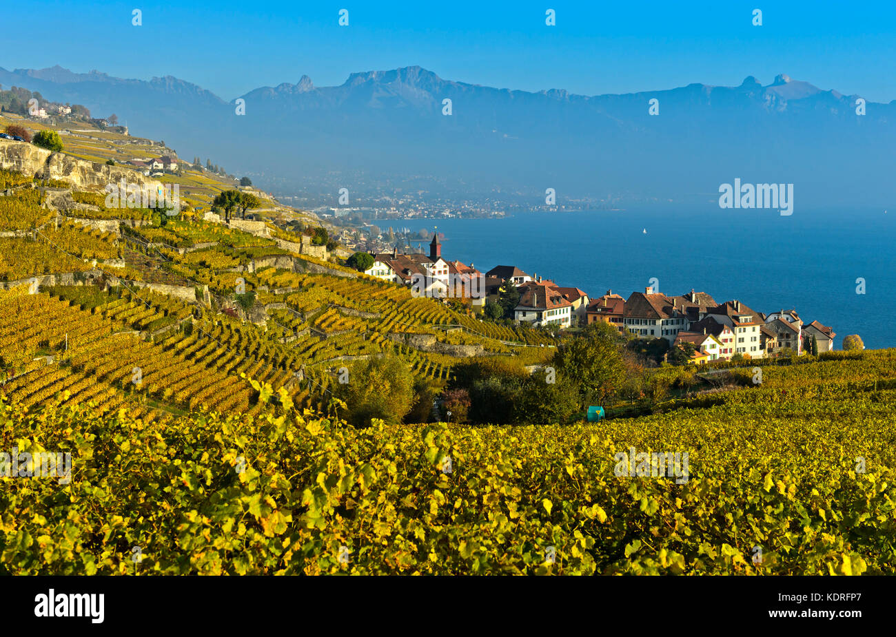 Viticoltura villaggio di rivaz nel vigneto di Lavaux, Vaud, Svizzera Foto Stock